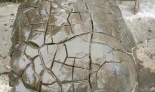 网上买乌龟 网上买乌龟