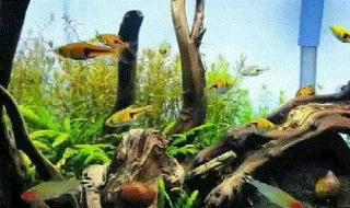 鱼图片大全 鱼图片大全