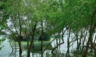 湛江南三岛 湛江南三岛