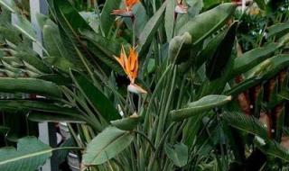 鸟的天堂课堂笔记图片 鸟的天堂课堂笔记图片