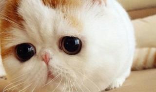 我和小狗的作文 我和小狗的作文