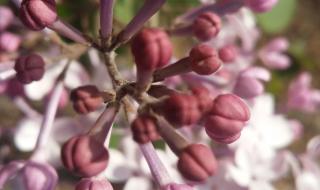 《丁香结》课堂笔记